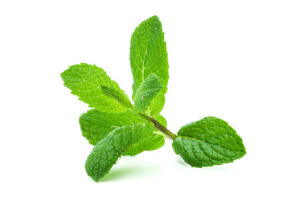 Calorie Menthe